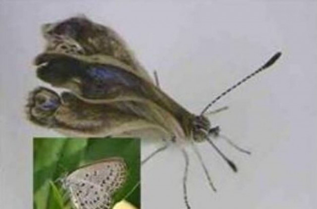 Μεταλλαγμένες πεταλούδες στη Φουκουσίμα