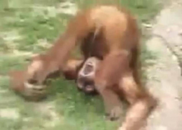 Ζώα - καλλιτέχνες