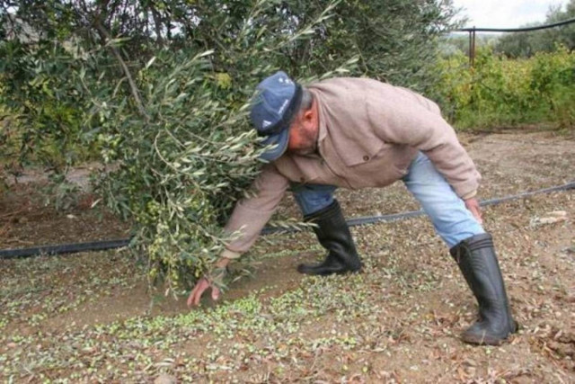 Καταβάλλονται σήμερα οι αγροτικές αποζημιώσεις