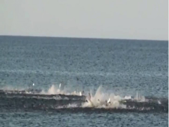 Video: Καρχαρίες επιτίθενται σε κοπάδι ψαριών κοντά σε παραλία