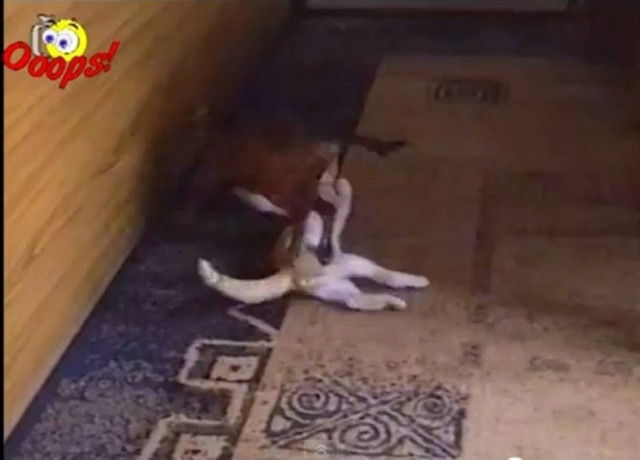 Όταν τα ζώα παλεύουν…