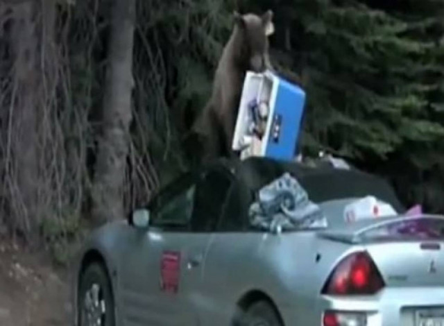 Video: Αρκούδα μπαίνει σε αυτοκίνητο και κλέβει το φαγητό