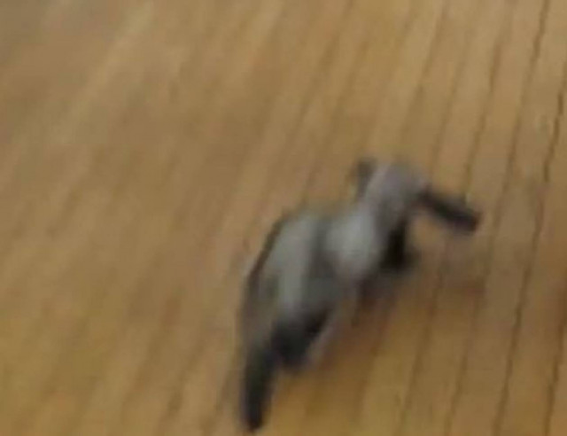 Video: Το κουνάβι κρύβει το τηλεκοντρόλ