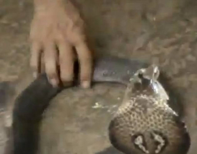 Ο γητευτής των φιδιών