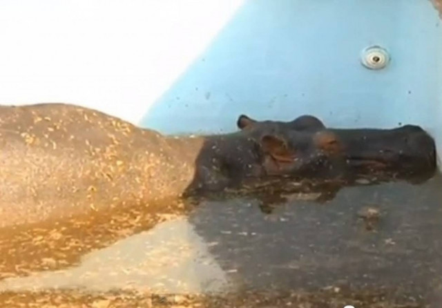 Ιπποπόταμος πέθανε κατά τη διάρκεια απεγκλωβισμού του από πισίνα