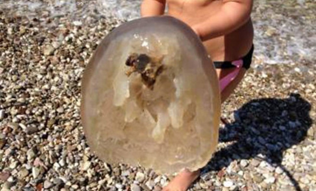 Μέδουσες – γίγαντες κατακλύζουν τις ακτές της Αχαΐας