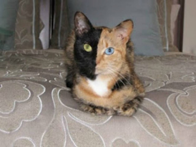 ΔΕΙΤΕ: Venus, η γάτα με τα δυο πρόσωπα!