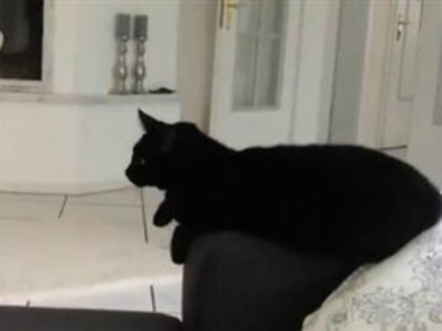 ΑΠΙΣΤΕΥΤΟ VIDEO: O πιο cool γάτος