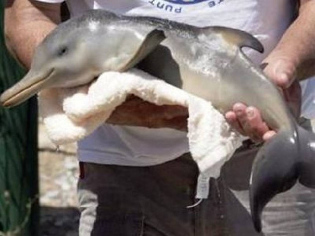 Νεογέννητο δελφίνι στην Κορινθία