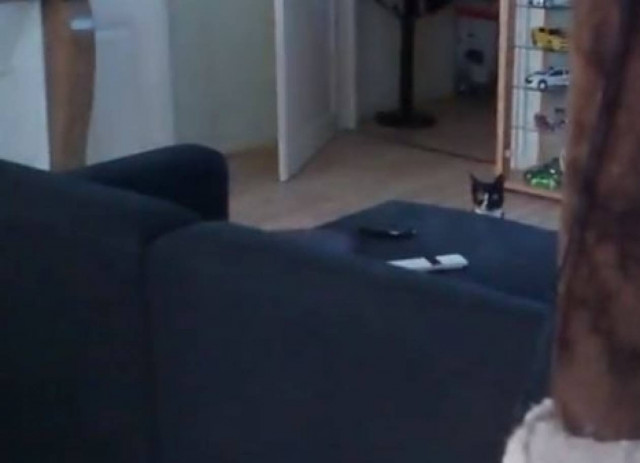 Video: Η γάτα που τηλεμεταφέρεται