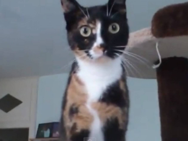 Αυτό σημαίνει γάτα - ακροβάτης! (vid)