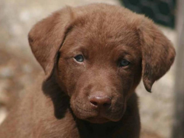 Ξάνθη: Δηλητηρίασαν έξι αδέσποτα σκυλιά