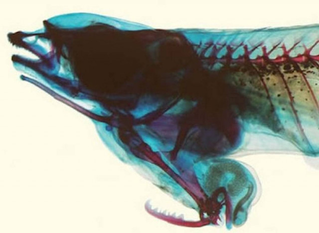 Έχει τα γεννητικά όργανα στο στόμα (pics)