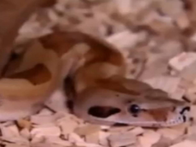 Γεννήθηκε φίδι με δύο κεφάλια! (vid)