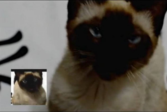Γάτα νιαουρίζει το… Game of Thrones…