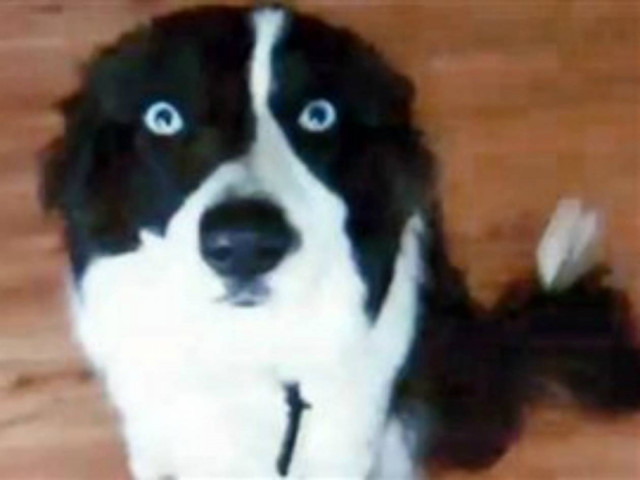 ΠΡΟΣΟΧΗ ΣΚΛΗΡΕΣ ΕΙΚΟΝΕΣ: Κτήνη έβαλαν φωτιά σε σκύλο