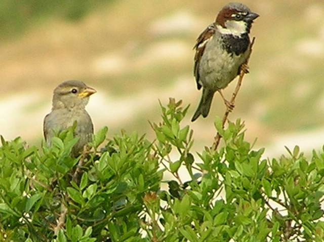 Ανέκδοτο: Ο δολοφόνος σπουργίτης