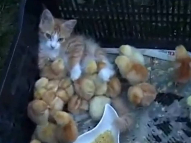 Απίθανο βίντεο: Γατάκι αγκαλιά... με κοτοπουλάκια!