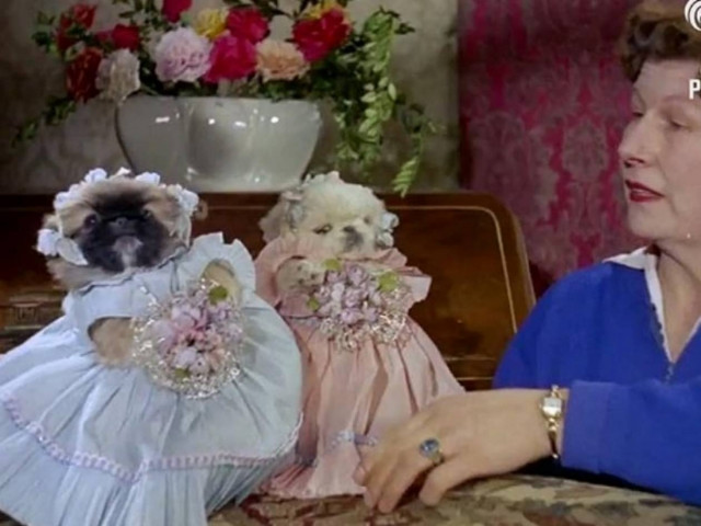 Γάμος σκυλιών του 1950 σαρώνει στο youtube (vid)