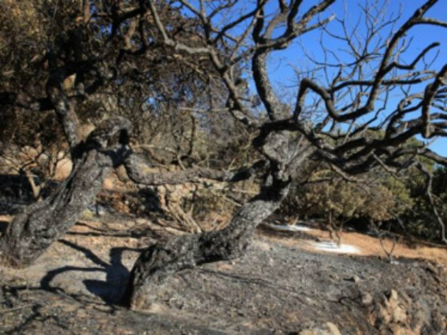 Οικολόγοι Πράσινοι: Να παρέμβει εισαγγελέας για την καταστροφή στη Χίο