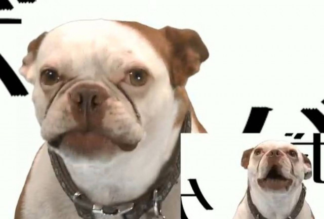 Ο σκύλος πήρε σκυτάλη από τη γάτα και «γαυγίζει» το Game of Thrones…