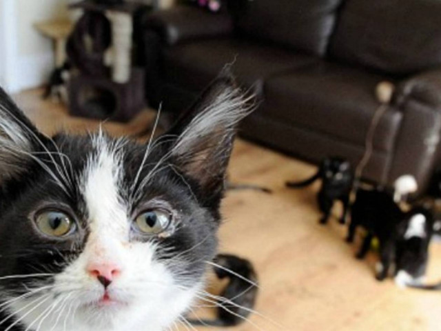 Η γυναίκα που ζει στο ίδιο σπίτι με 30 γάτες (pics)