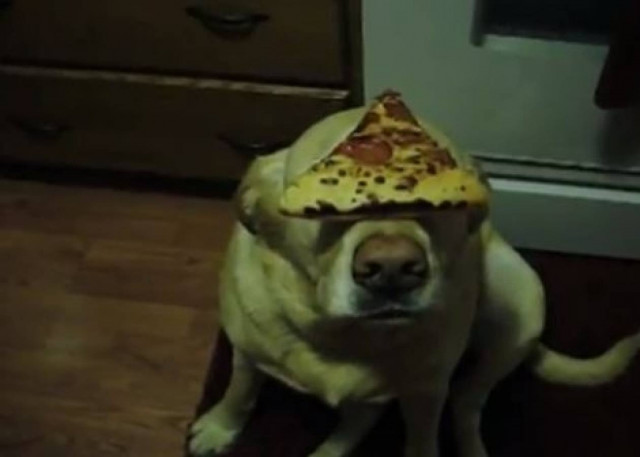 Video: Ο σκύλος που τρώει πίτσα στον…αέρα