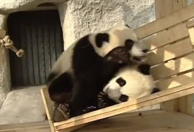 Video: Τέσσερα πάντα παίζουν