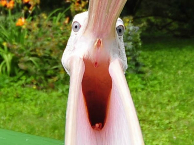 Ο πελεκάνος... νευρίασε! (pics)