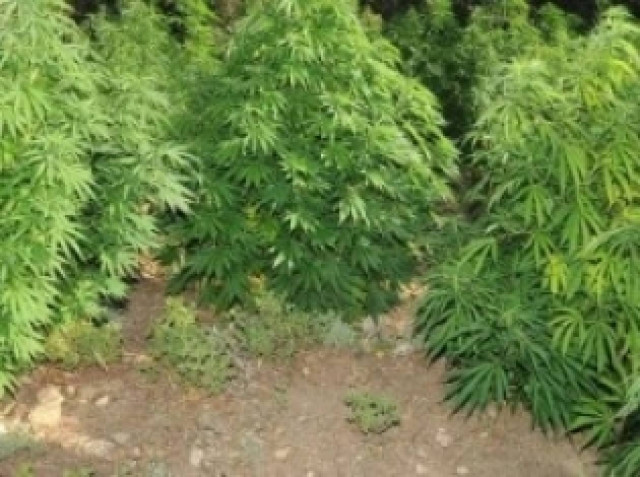 Σπάρτη: Συνελήφθη 60χρονος για χασισοκαλλιέργεια στη Μάνη