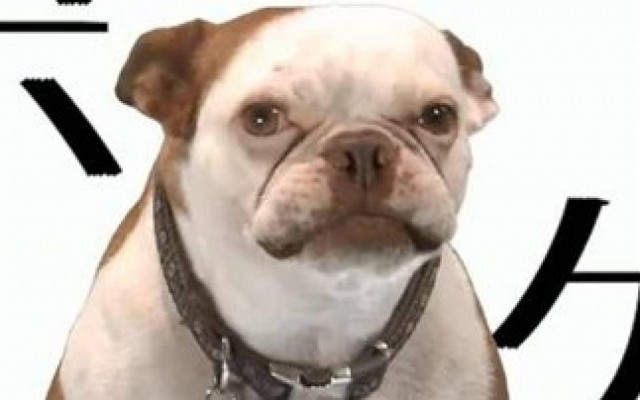 VIDEO: Τα κατοικίδια στηρίζουν Game of Thrones!