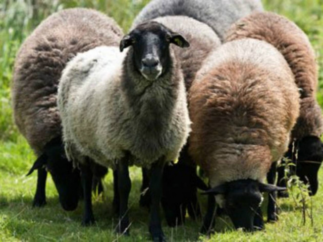 Κρήτη: Έχασε... 6.000 ευρώ μέσα από το μαντρί του!