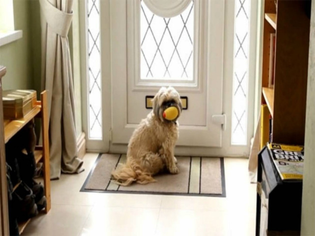 Ξεκαρδιστικό βίντεο: Σκύλος παραλαμβάνει το... χαράτσι της ΔΕΗ