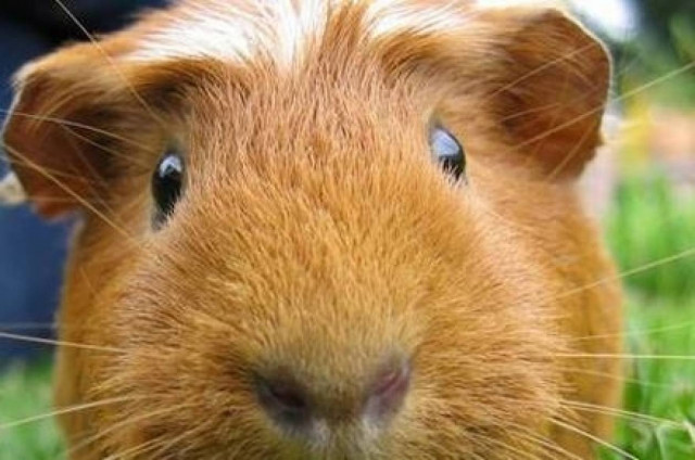 Πατέρας πέταξε το κατοικίδιο στον τοίχο