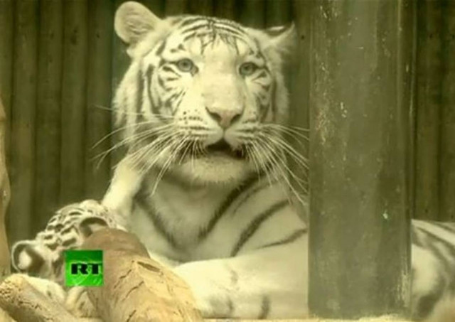 Βίντεο: Σπάνια λευκά τιγράκια στην πρώτη τους επαφή με το κοινό