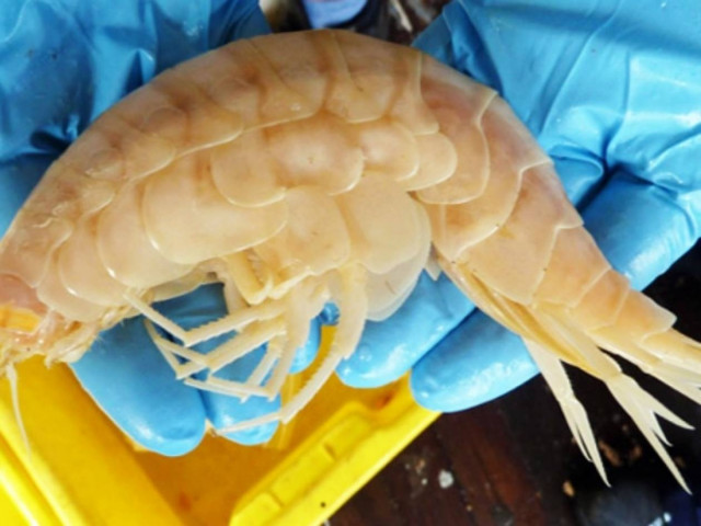 Ανακαλύφθηκε γαρίδα - γίγαντας (pics)