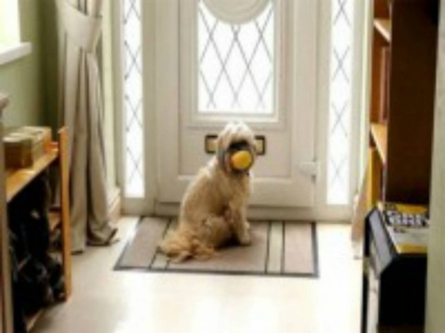 ΞΕΚΑΡΔΙΣΤΙΚΟ VIDEO: Σκύλος παραλαμβάνει το… χαράτσι της ΔΕΗ!