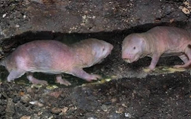 Ο τυφλοπόντικας που κρατάει το κλειδί της μακροζωίας