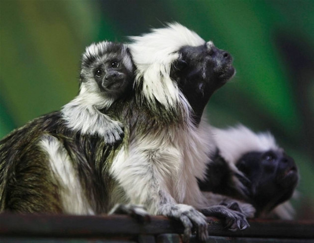 Τα ζώα του μήνα (pics)