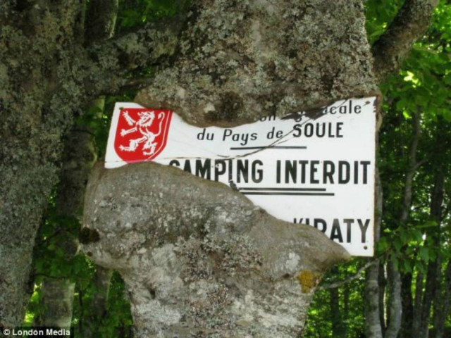 Απίστευτες φωτογραφίες: Τα πεινασμένα δέντρα!