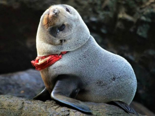 Φώκια παραλίγο να πνιγεί από ένα... στρίνγκ!