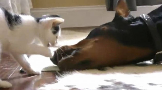 Βίντεο: Γατάκι Vs Doberman