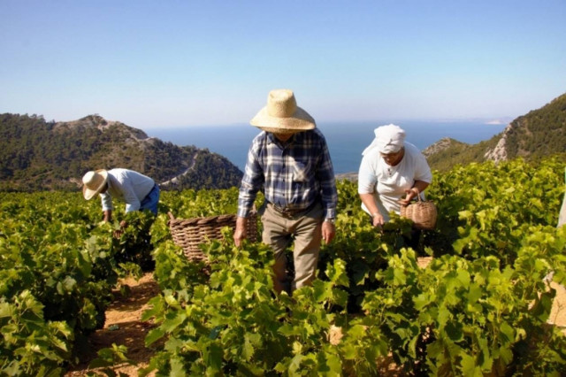 Τρύγος στο Αιγαίο για το ΜΕΤΑΧΑ