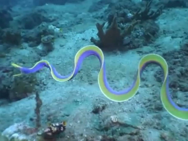 Βίντεο: Χέλι κάνει... ρυθμική γυμναστική!