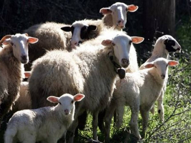 "Μας κλέβουν τα ζώα και μας απειλούν Αλβανοί"!