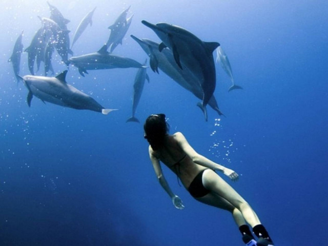 Εκπληκτικές φωτογραφίες: Κολυμπώντας με τα δελφίνια...