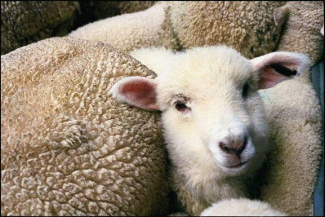 Αντιμέτωποι με την έλλειψη ζωοτροφών οι Έλληνες κτηνοτρόφοι