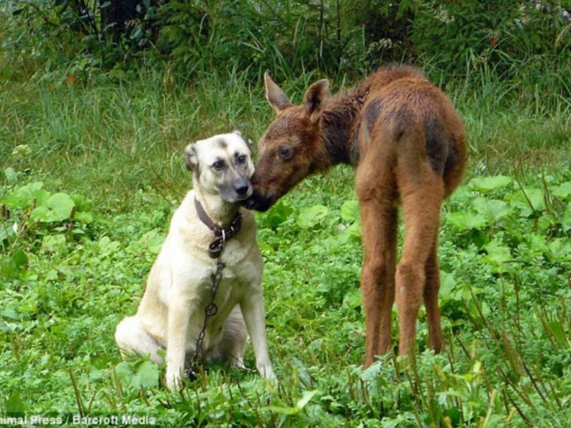 Το ελάφι που νομίζει ότι είναι σκύλος! (pics)