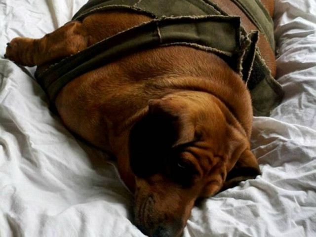 Ο πιο παχύς σκύλος - λουκάνικο του κόσμου! (vid + pics)