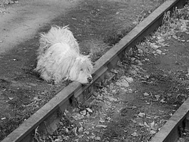 Aπίστευτο: Σκύλος θυσιάστηκε για να σώσει το αφεντικό του!